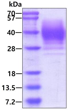 3ug by SDS-PAGE under reducing condition and visualized by coomassie blue stain.